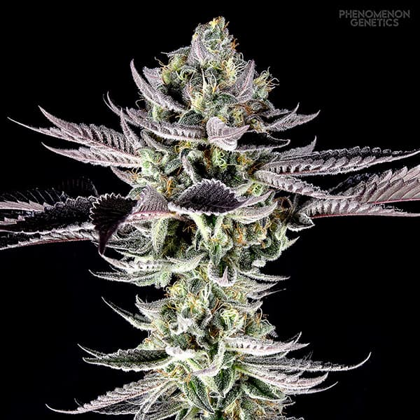 Re-Locoz > Phenomenon Genetics | Feminized Cannabis   |  Indica
